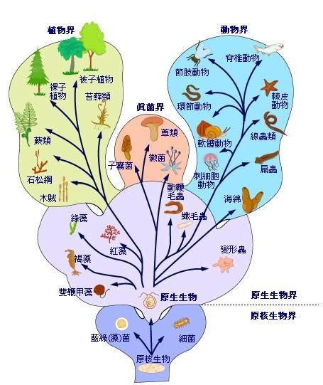 植物學|植物学